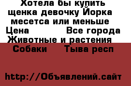 Хотела бы купить щенка девочку Йорка 2 месетса или меньше › Цена ­ 5 000 - Все города Животные и растения » Собаки   . Тыва респ.